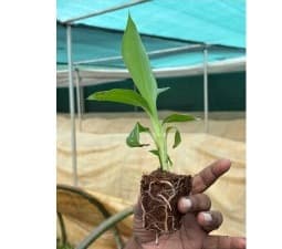 Customer feedback — hand holding seedling with excellent rootball formation in cocopeat