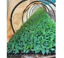 Customer feedback — dense nursery seedlings growing in cocopeat trays under hoop tunnel